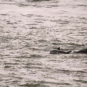 Common Bottlenose Dolphins