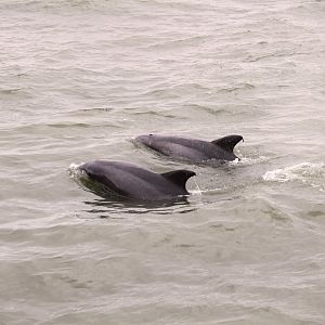 Common Bottlenose Dolphins