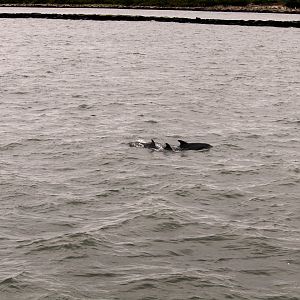 Common Bottlenose Dolphins
