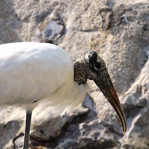 Wood Stork