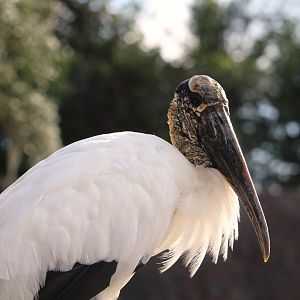 Wood Stork