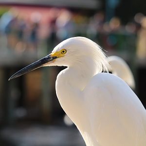 Snowy Egret