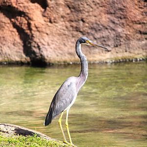 Tricolored Heron