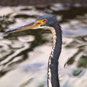 Tricolored Heron