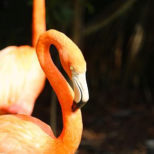Key West - American Flamingo
