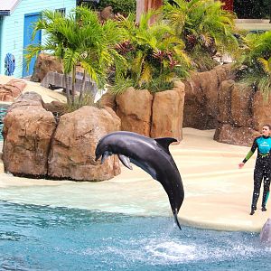 Key West - Common Bottlenose Dolphin