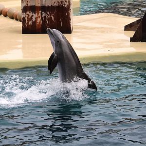 Key West - Common Bottlenose Dolphin