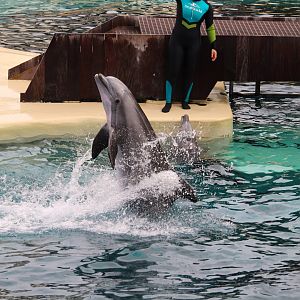 Key West - Common Bottlenose Dolphin