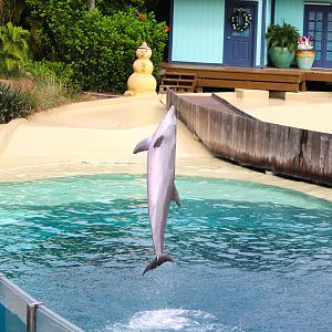 Key West - Common Bottlenose Dolphin