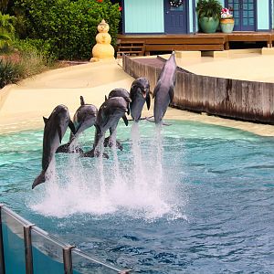 Key West - Common Bottlenose Dolphins