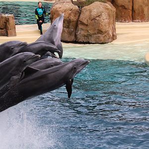 Key West - Common Bottlenose Dolphins
