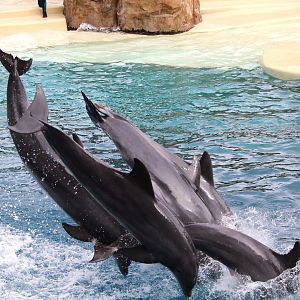 Key West - Common Bottlenose Dolphins