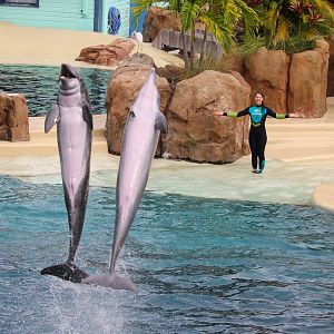 Key West - Common Bottlenose Dolphins
