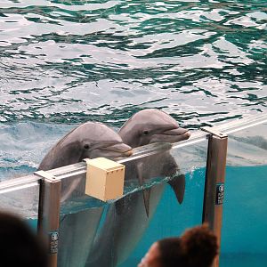 Key West - Common Bottlenose Dolphins