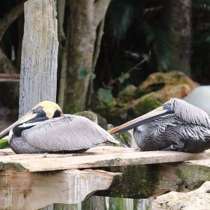 Key West - Eastern Brown Pelicans