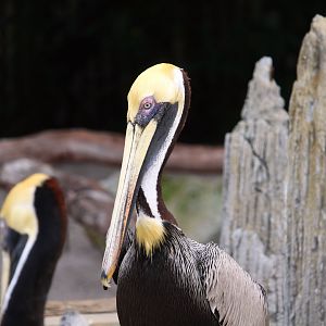 Key West - Eastern Brown Pelican