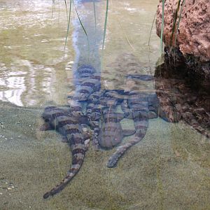 Key West - Whitespotted Bamboo Sharks