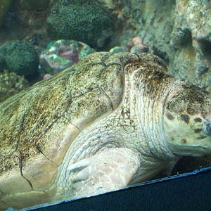Key West - Loggerhead Sea Turtle