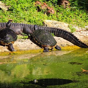 Key West - Florida Red-bellied Cooters and American Alligator