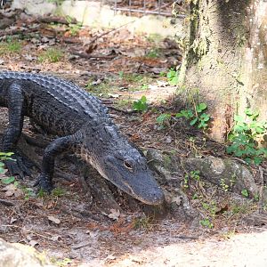 Key West - American Alligator