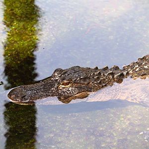 Key West - American Alligator