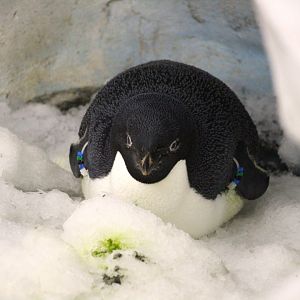 Antarctica: Empire of the Penguin - Adelie Penguin