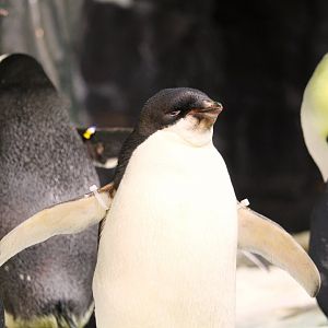Antarctica: Empire of the Penguin - Adelie Penguin