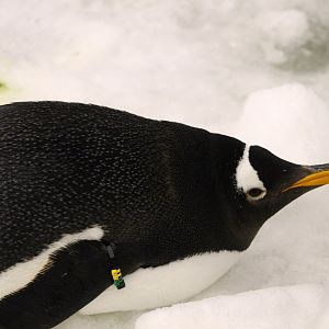 Antarctica: Empire of the Penguin - Southern Gentoo Penguin
