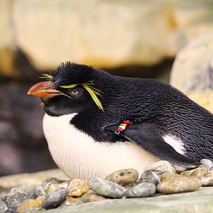 Antarctica: Empire of the Penguin - Southern Rockhopper Penguin
