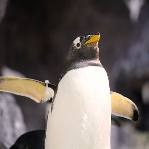 Antarctica: Empire of the Penguin - Southern Gentoo Penguin