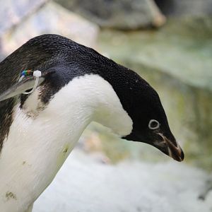 Antarctica: Empire of the Penguin - Adelie Penguin