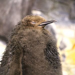 Antarctica: Empire of the Penguin - King Penguin