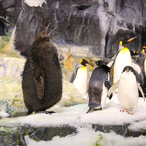 Antarctica: Empire of the Penguin - King Penguin