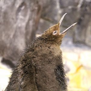 Antarctica: Empire of the Penguin - King Penguin