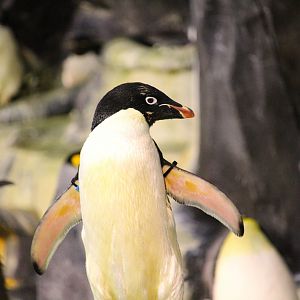Antarctica: Empire of the Penguin - Adelie Penguin