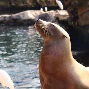 Pacific Point Preserve - California Sea Lion