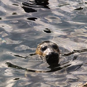 Pacific Point Preserve - Harbor Seal