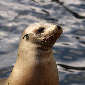 Pacific Point Preserve - California Sea Lion