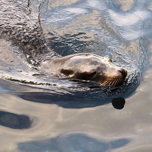 Pacific Point Preserve - California Sea Lion