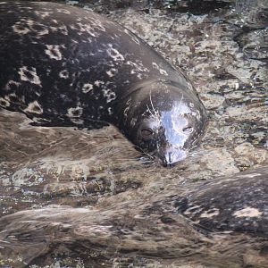 Pacific Point Preserve - Harbor Seal