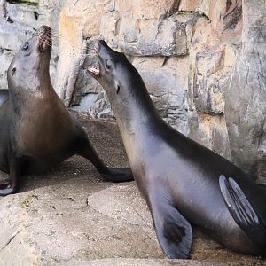 Pacific Point Preserve - California Sea Lions