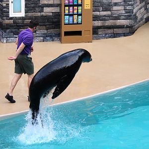 Pacific Point Preserve - California Sea Lion