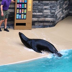 Pacific Point Preserve - California Sea Lion