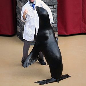 Pacific Point Preserve - California Sea Lion