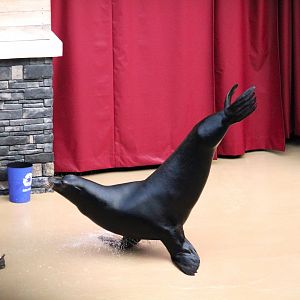 Pacific Point Preserve - California Sea Lion