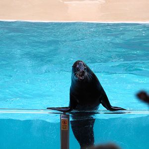 Pacific Point Preserve - California Sea Lion