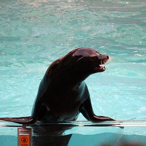 Pacific Point Preserve - California Sea Lion