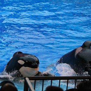 Orca Stadium - Orcas