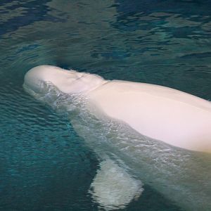 Wild Arctic - Beluga Whale