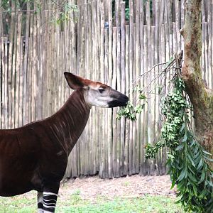 Africa - Okapi